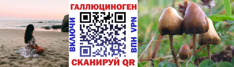 магазин  наркотиков  Заозёрск  Галлюциногенные грибы Psilocybe 